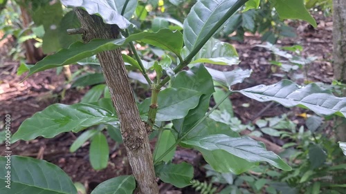A clear view of a successful coffee tree graft union, showing the integration of a new scion onto a sturdy rootstock to improve crop quality.