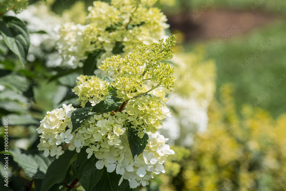 Obraz premium A summer photo or background with flowers. Beautiful landscape in nature with a flowering paniculate hydrangea. Beautiful healthy hydrangeas blooming in pink and white shades.