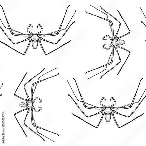 Seamless vector outline pattern with spider. Hand drawn arachnid art print for Halloween, kids activity book, or textile design. Black white creepy daddy long legs spider repeat background.