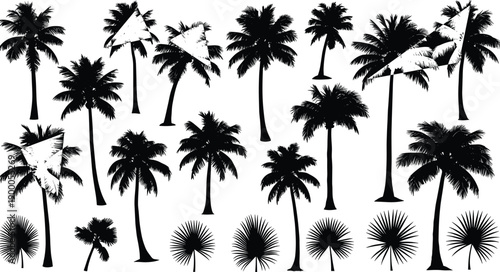 palm tree silhouettes