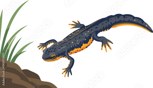 Black and orange newt moving across the ground near grass