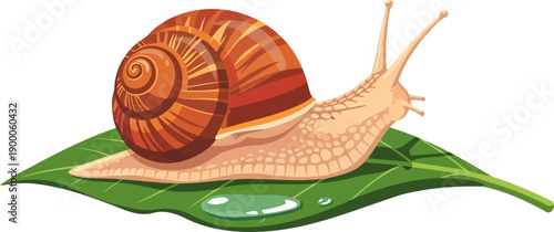 Garden snail crawling on green leaf with water droplet
