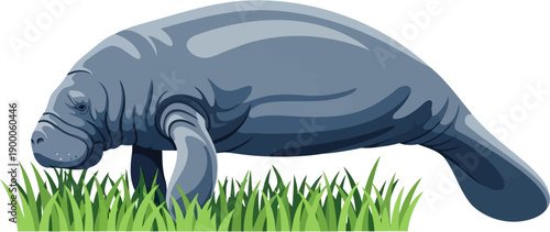 Gentle manatee grazing on green sea grass