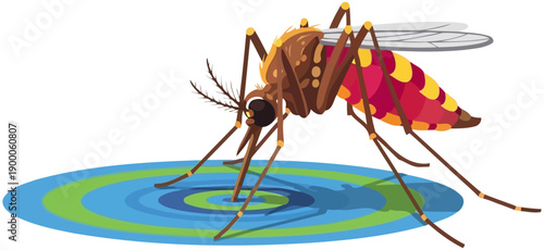 Large mosquito drinking from a water ripple surface