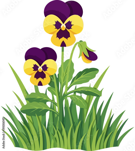 Purple and yellow pansy flowers growing in meadow