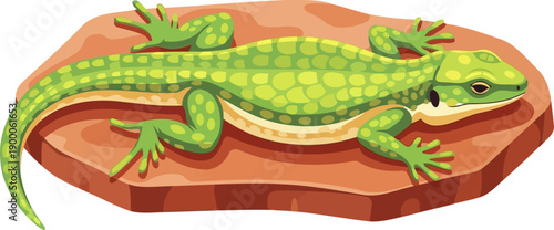 Speckled green lizard basking on a flat desert stone