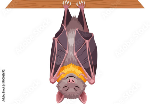 Small fruit bat hanging upside down from a wooden beam