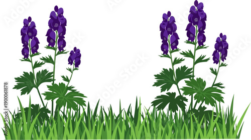Tall purple monkshood flowers in green meadow