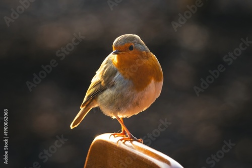 Robin bird perched on fence close up