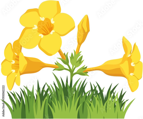 Yellow trumpet flowers growing in green grass