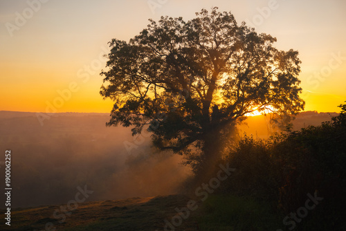 Sun rays through tree branches during misty sunset