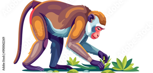 Agile macaque monkey foraging for food in grass