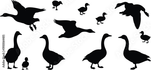 Flying and standing goose silhouettes, adult and baby geese vector set, black duck family clipart for farm, wildlife, nature design
