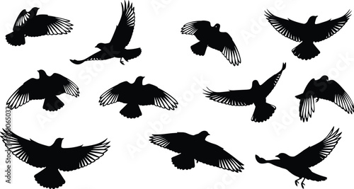 Flying bird silhouette set, black wings spread poses collection, wildlife nature animal illustration isolated on white background, vector design graphic
