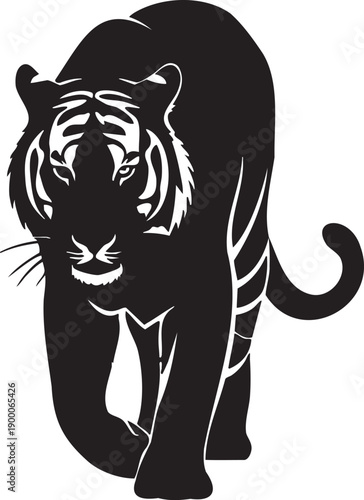 black tiger walking forward with white details
