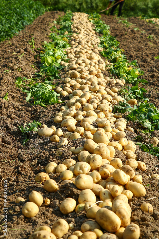 Fototapeta premium Harvested Potatoes in Garden Row at Summer Farm Site