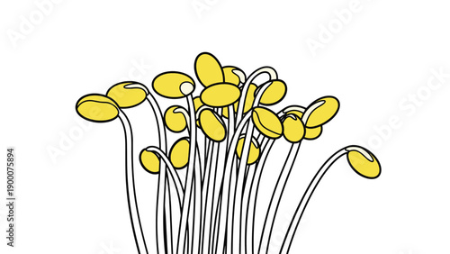 Bunch of fresh yellow headed bean sprouts with long white stems growing closely together on a plain white background for food.