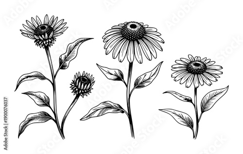 Black and White Echinacea Flowers and Buds with Leaves White Background plant botanical