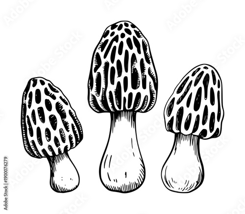 Black and White Morel Mushrooms Isolated White Background food nature