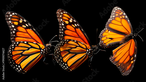 Monarch Butterflies in Flight Isolated on Black Background, Transformation and Freedom Concept