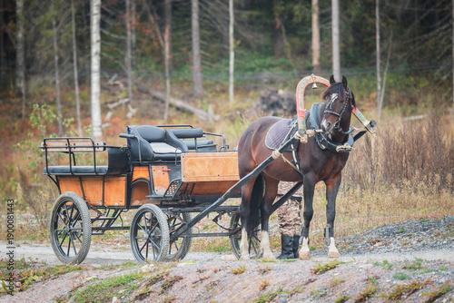 Brown horse standing still to covered wagon, carriage, stagecoach or coach.
