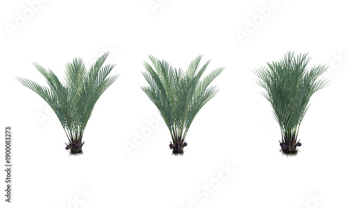 Nypa fruticans png alpha channel palm set