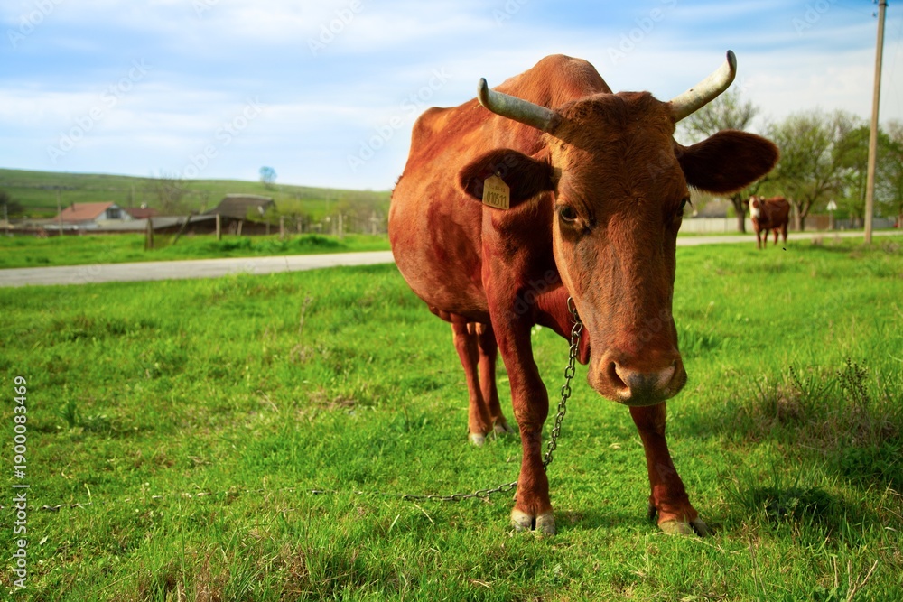 Obraz premium Ð¡ow grazing and walking on green grass.