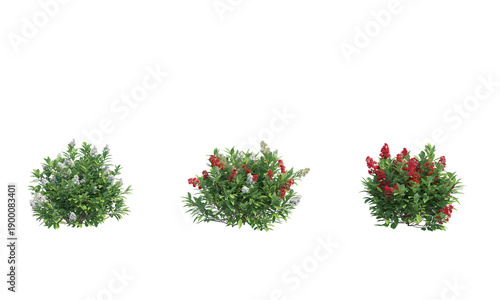 Skimmia japonica Rubella png alpha channel flower set