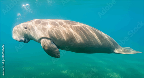 Gentle giant marine mammal glides through clear turquoise water over seagrass
