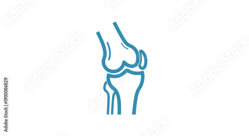 Human Knee Joint Anatomy Illustration.