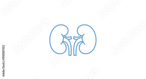 Human Kidney Organ Anatomy Illustration.