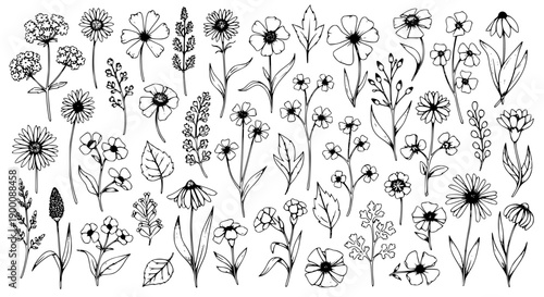 Extensive Hand Drawn Black Line Art Collection of Delicate Wildflowers Botanical Leaves and Minimalist Floral Sketches