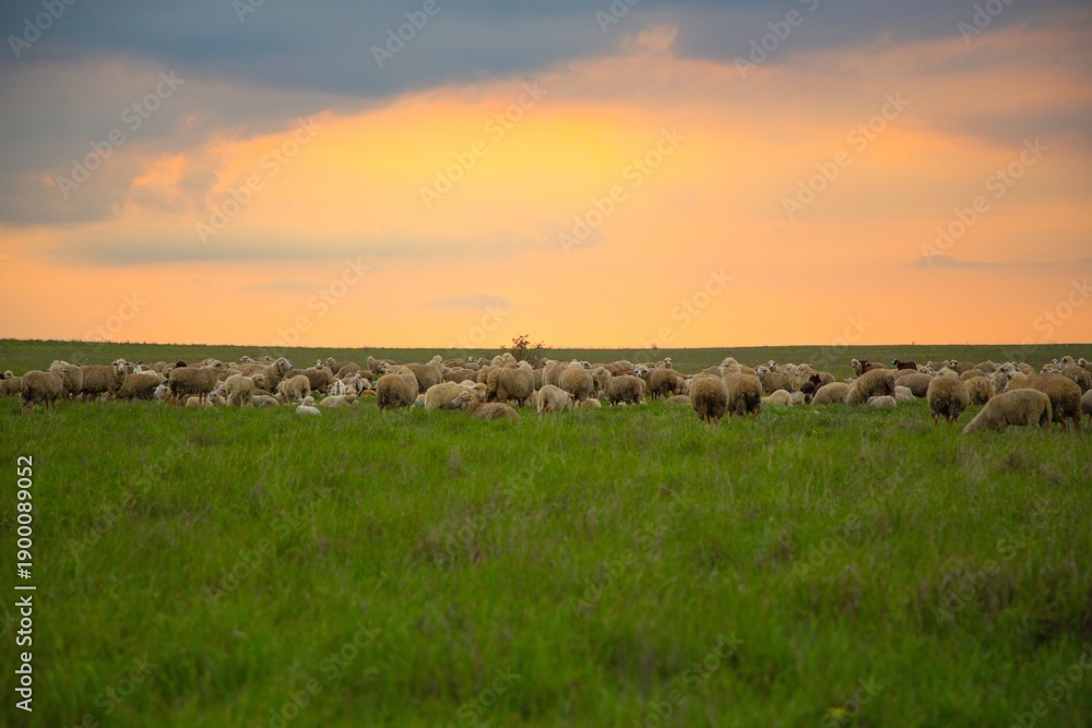 Obraz premium The sheep grazing and walking on green grass .