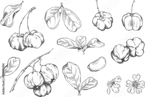 Acerola berries with leaves and flowers engraved sketch collection, Barbados cherry, exotic fruit superfood vector set