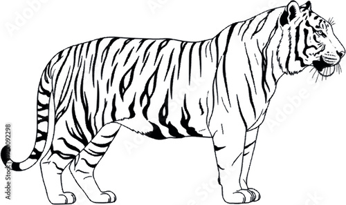 Magnificent Tiger Standing in Profile with Detailed Stripes and Fierce Expression, Black and White Illustration