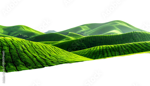 Rolling green hills in a tea plantation under sunlight with a solid black background