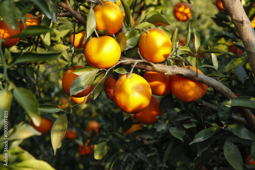 Fresh Navel Oranges Growing on Trees in Gannan Orchard Area - Citrus Fruit Production
