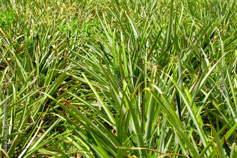 Obraz premium Golden Pineapple Orchard Field in Hainan - Fresh Fruit Farm Plants