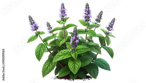 Lush green plant with violet flower spikes, isolated on black background