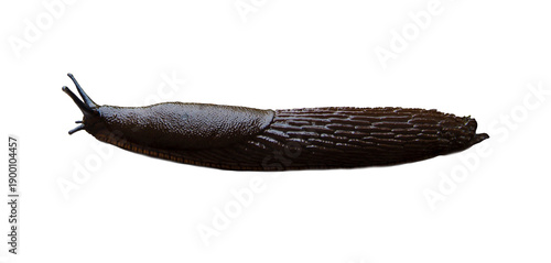 Spanish snail pest. side view. isolated photo of a mollusk. high quality and resolution. no background. macro photo of a mollusk in close-up. enlarged mollusk high-quality