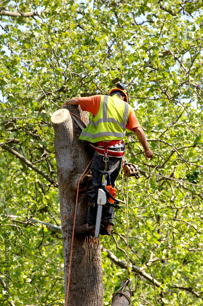 Obraz premium Cutting Top Out of Tree