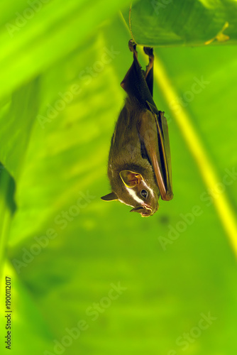 Greater broad-nosed bat (Platyrrhinus vittatus), a large bat from Costa Rica hanging under the leaves of a banana tree.