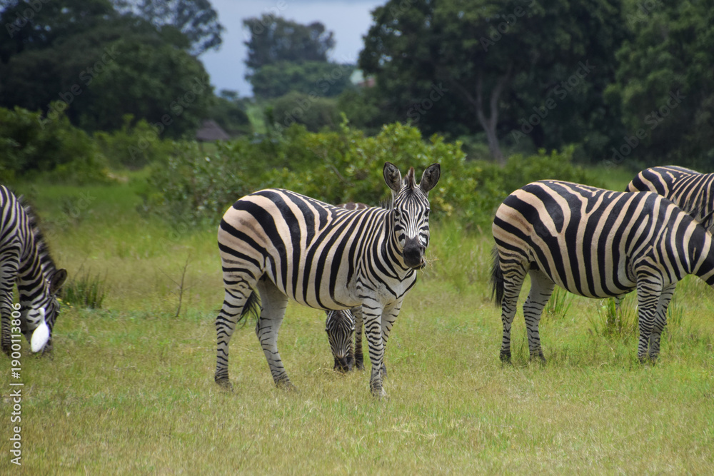 Fototapeta premium Zebras in a nature reserve in Zimbabwe