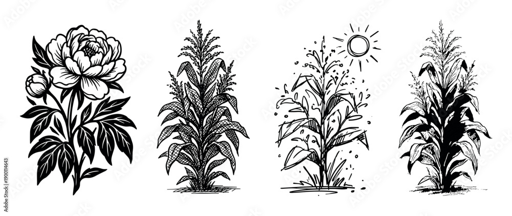 Fototapeta premium Set of four black and white botanical illustrations showing a peony flower and three different styles of corn stalks, rendered in a hand-drawn, graphic ink sketch technique