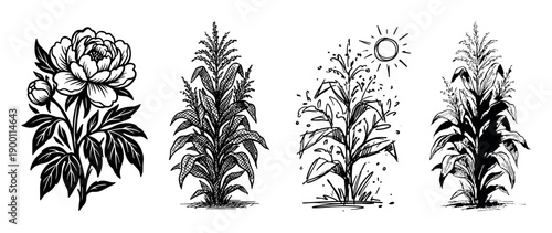 Set of four black and white botanical illustrations showing a peony flower and three different styles of corn stalks, rendered in a hand-drawn, graphic ink sketch technique