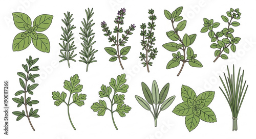 A collection of various herbs in a flat, minimalist vector illustration style