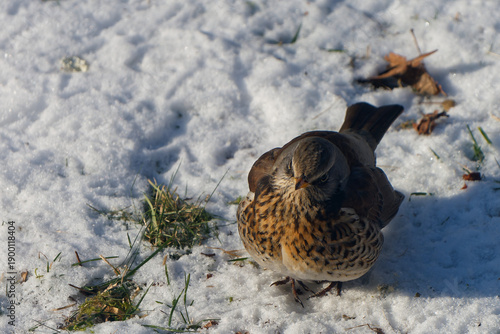 Fieldfare photographed with a telephoto lens.