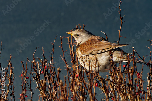 Billede på lærred Fieldfare photographed with a telephoto lens.