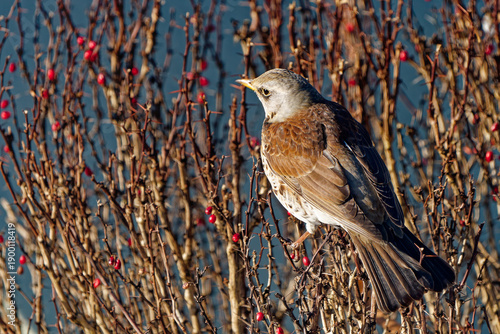 Fieldfare photographed with a telephoto lens.