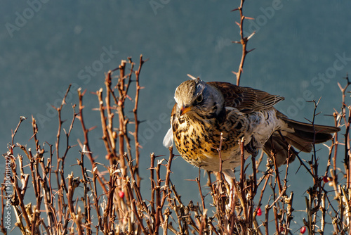 Fieldfare photographed with a telephoto lens.